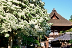 沙沙貴神社なんじゃもんじゃ　4-3