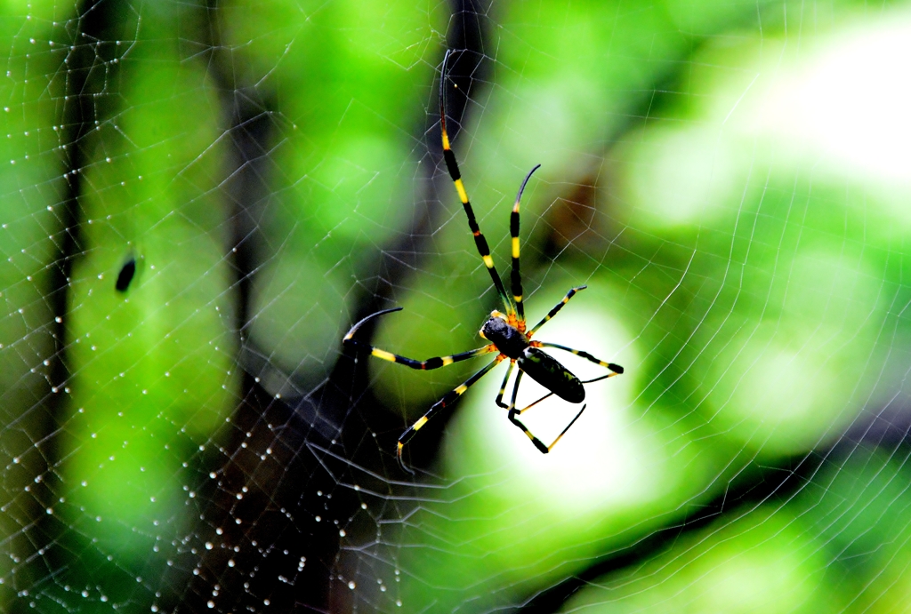spider