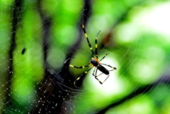 spider
