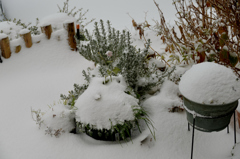 初雪・我が家の庭