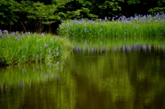 平池のカキツバタ　3