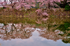 鏡桜