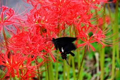 赤花に魅せられて