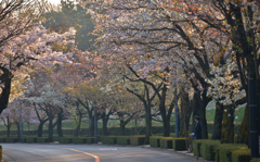 東京の朝　桜並木