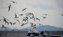 琵琶湖のユリカモメ