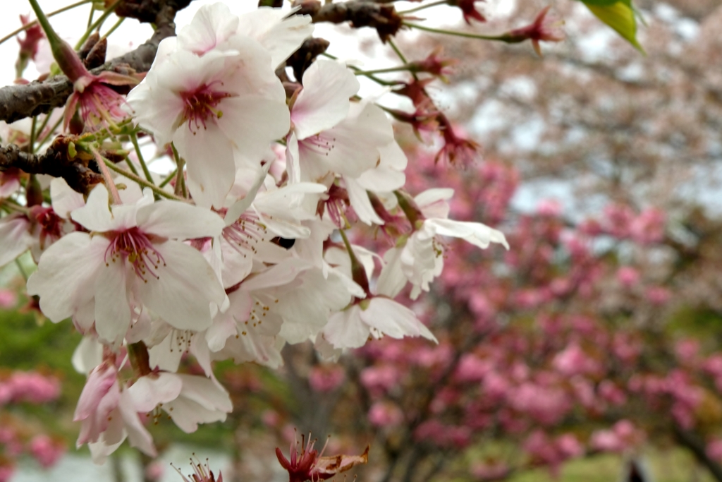sakura tree