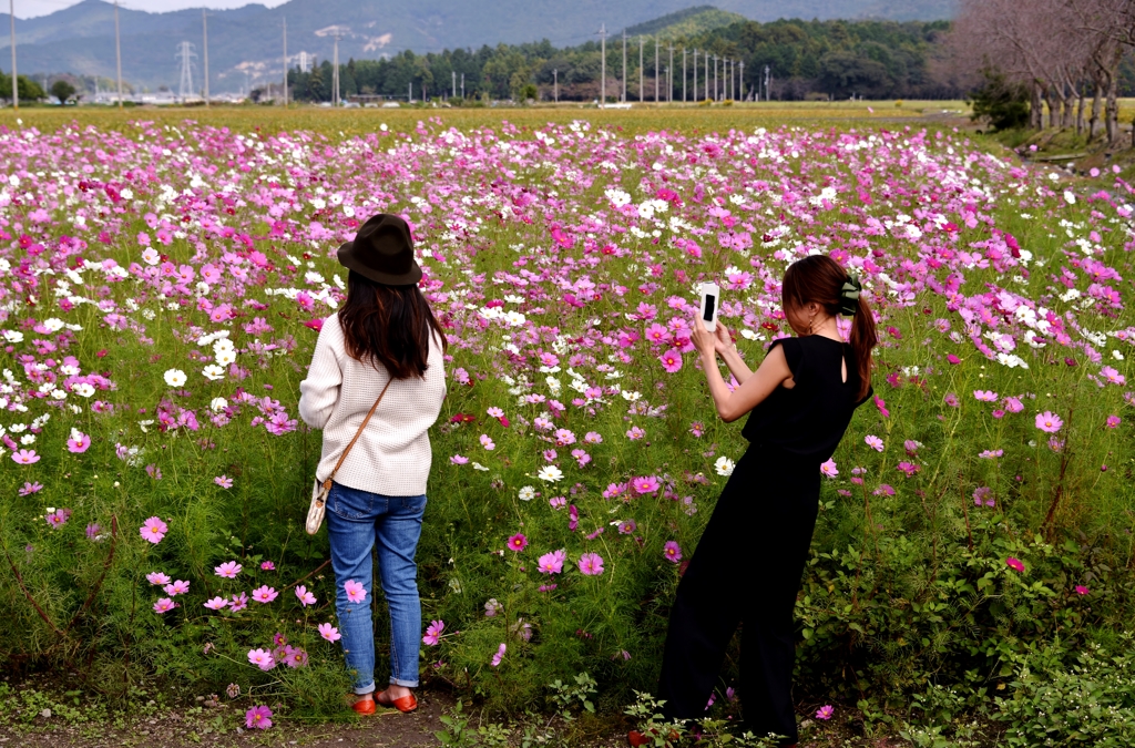 花撮り
