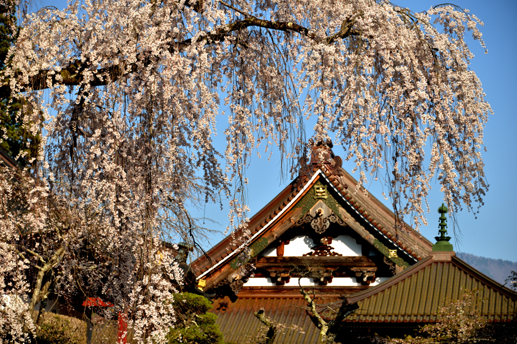 久遠寺の枝垂れ桜