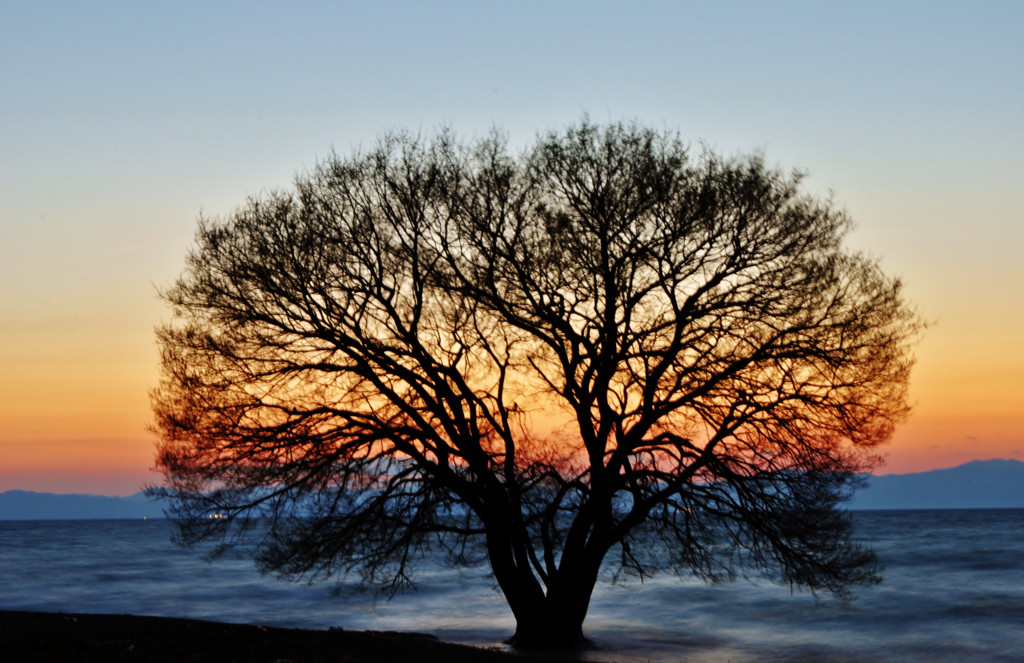 湖北の夕木・薄明