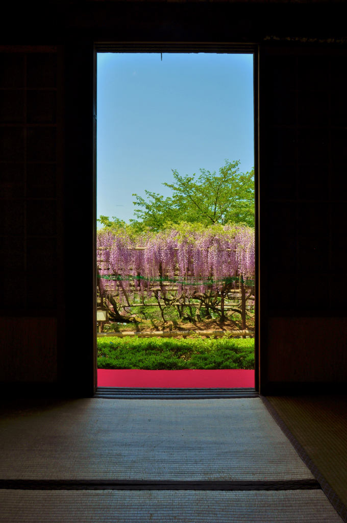 藤の寺正法寺　3