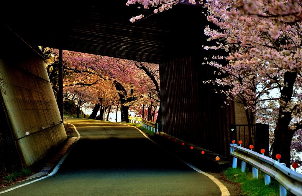 トンネル桜