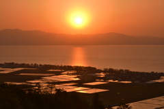 水辺の水田夕日