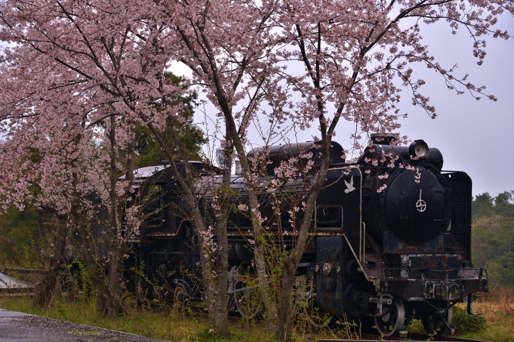 SL廃墟桜　Ⅶ