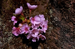 幹桜