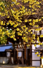 沙沙貴神社蠟梅