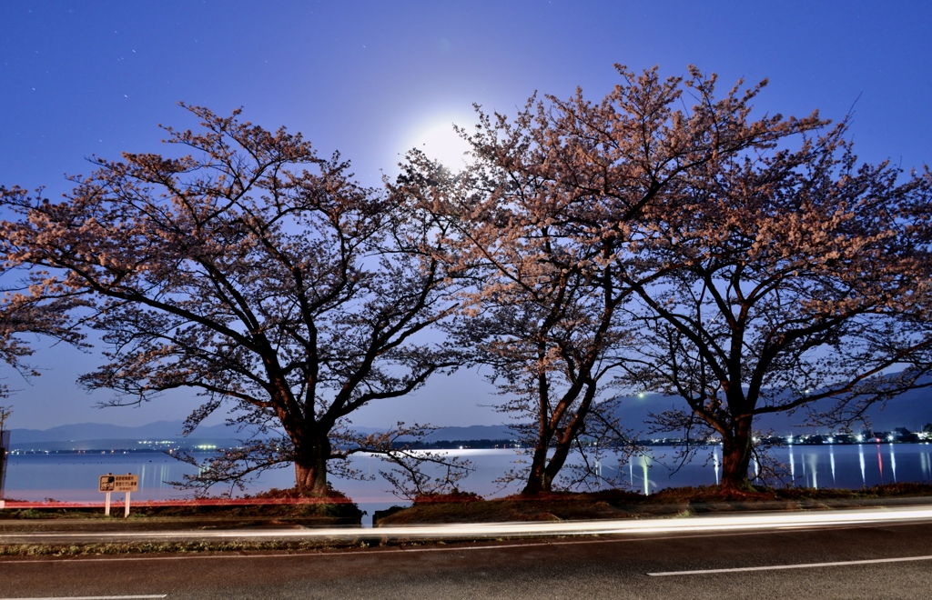 夜明け前桜　3-1