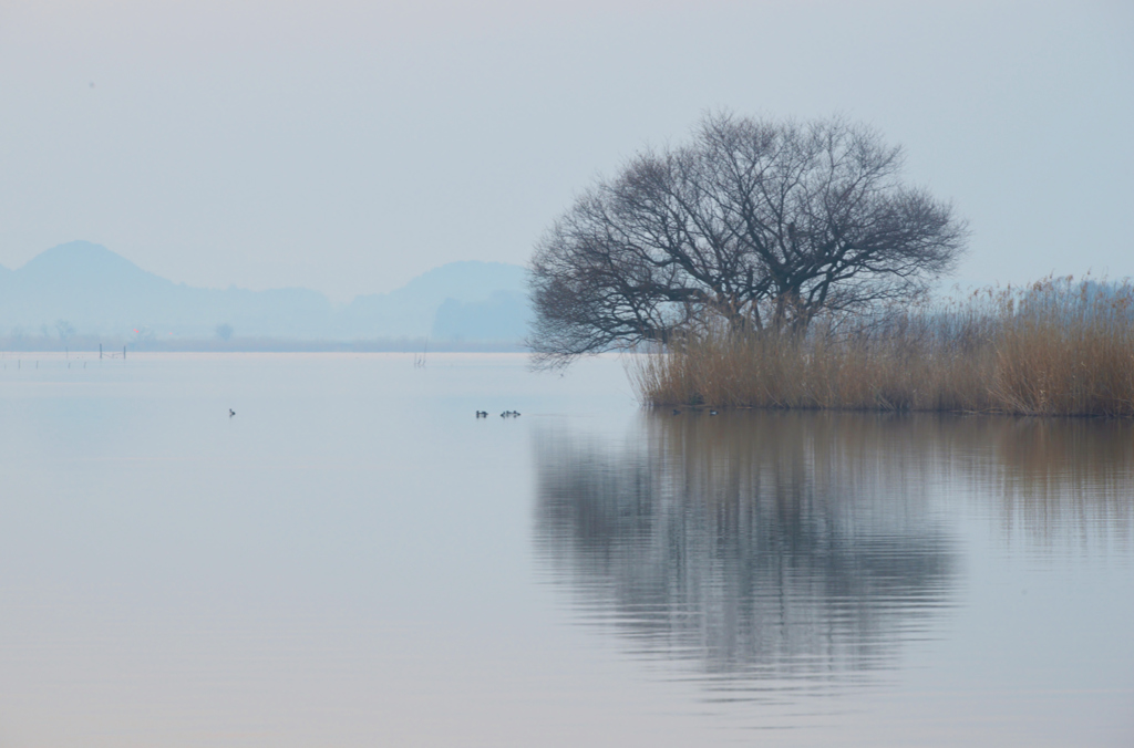 西の湖水景
