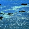 Glowing sea