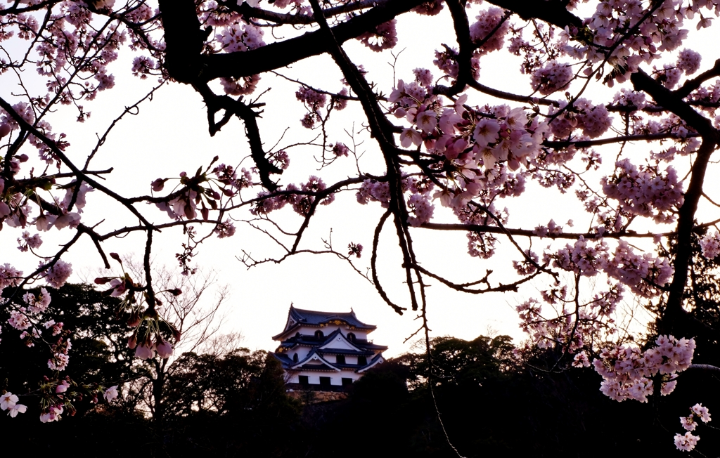 彦根城天守閣桜花