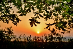 夕葉