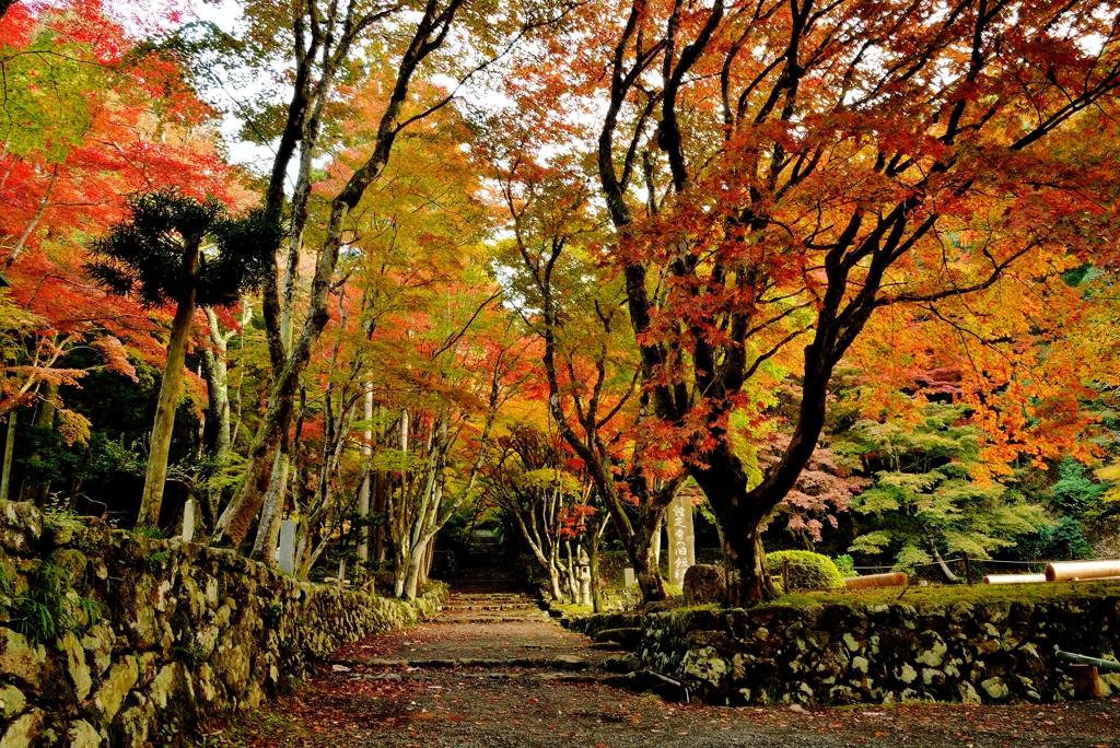 少し早い鶏足寺紅葉　