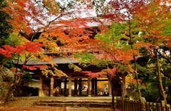 永源寺山門紅葉