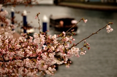 隅田川中央大橋散策　（2）