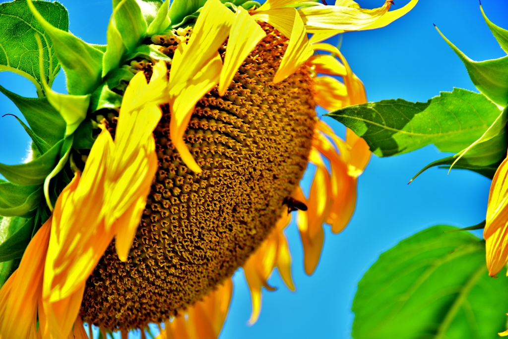 Sunflower