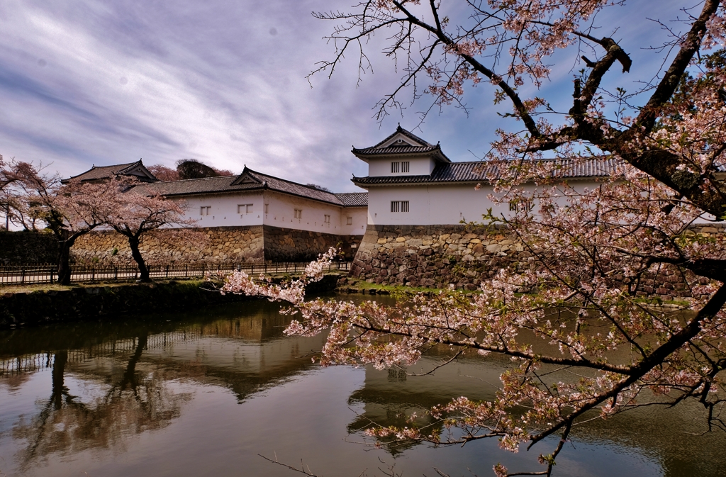 濠端櫓桜