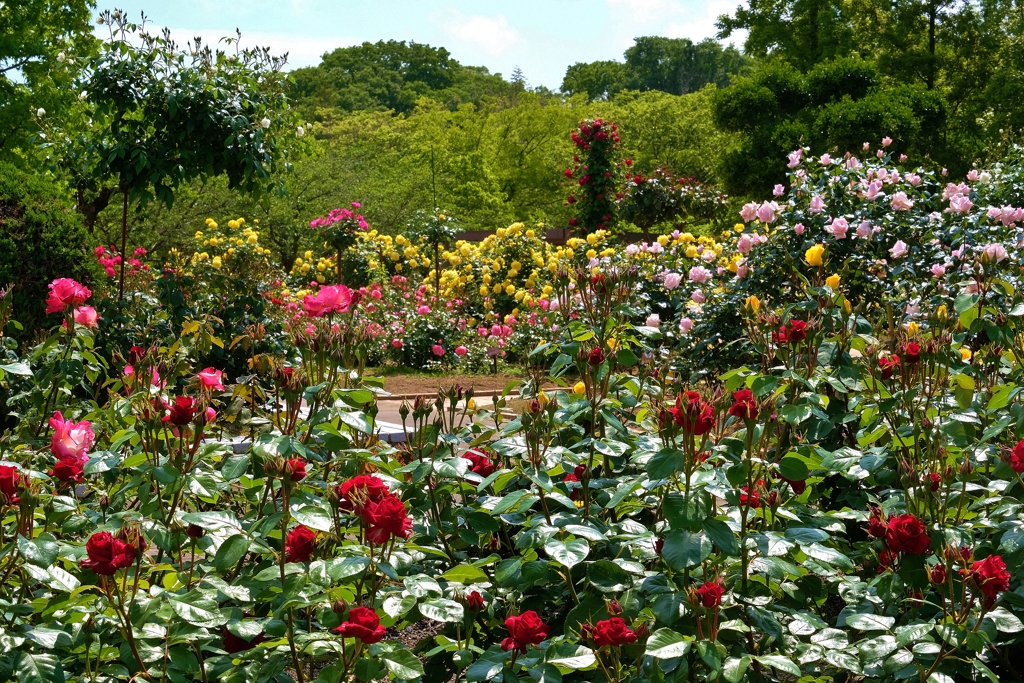 庄堺公園のバラ園