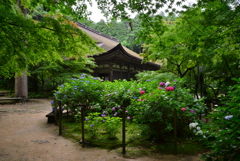 湖東三山金剛輪寺あじさい