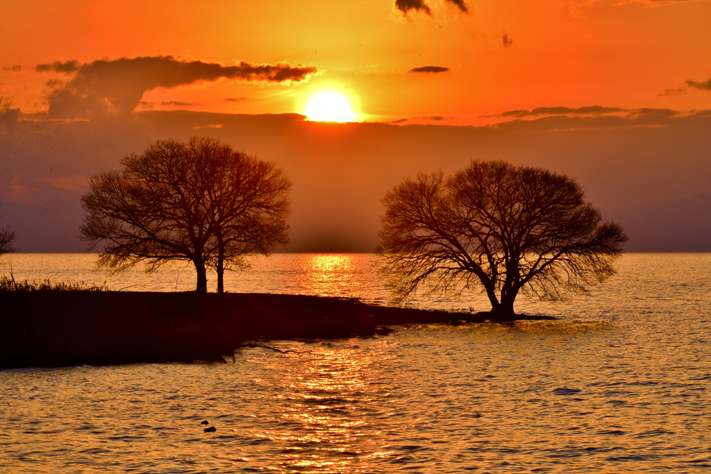 夕木落陽
