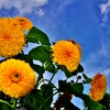 天空の向日葵