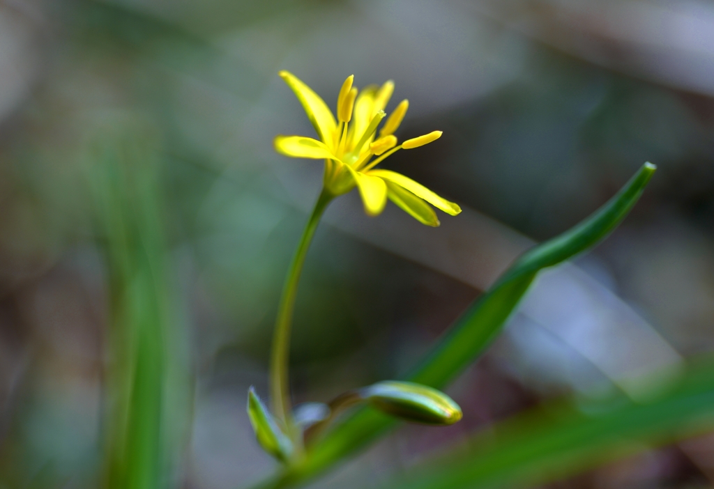 早春の巡り花