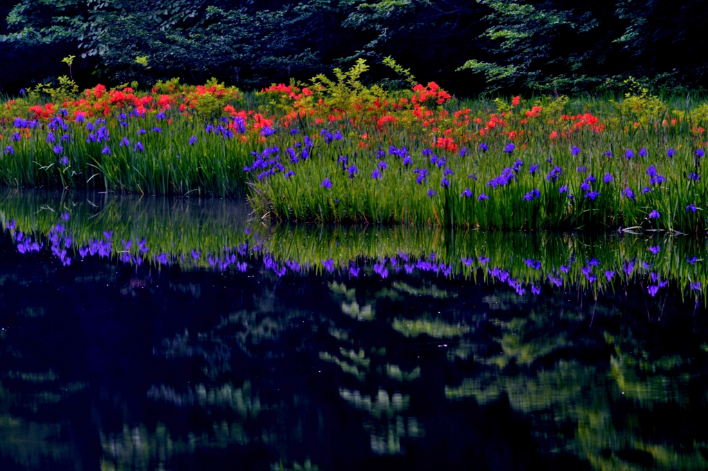 水辺の花