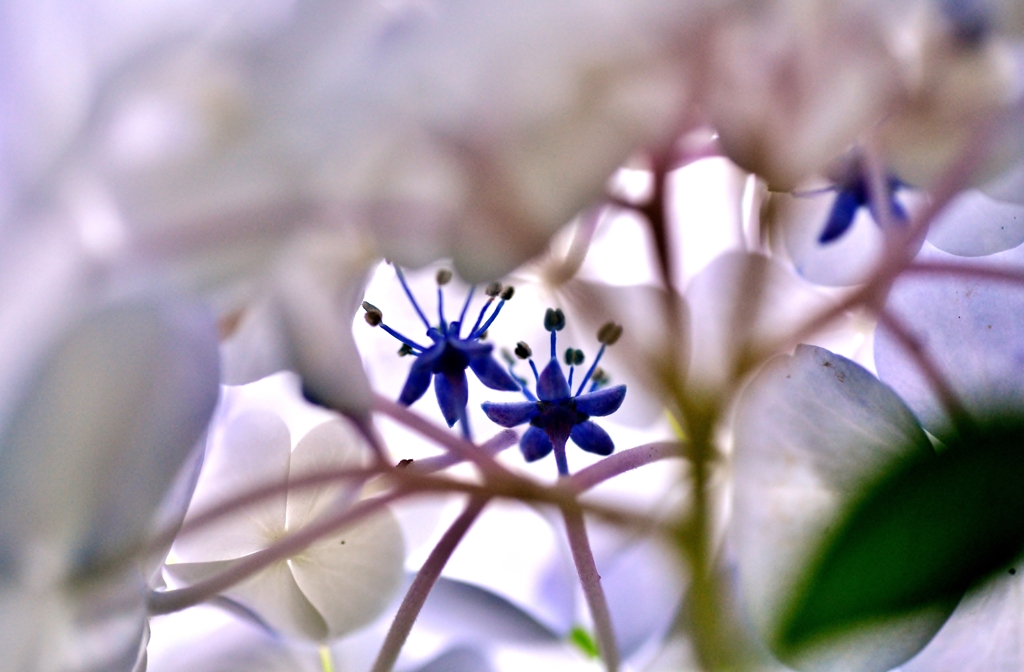 花の中の花