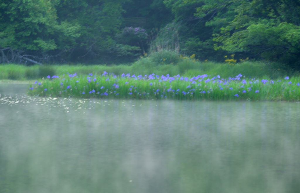 朝靄の平池