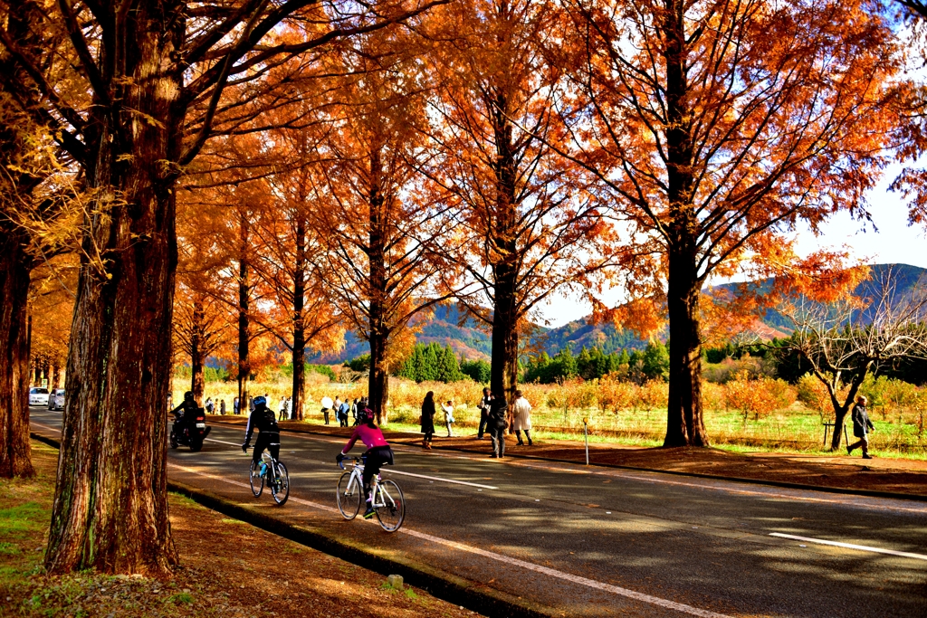 駆ける紅葉並木道