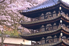 珍景　佐和山遊園　5-4