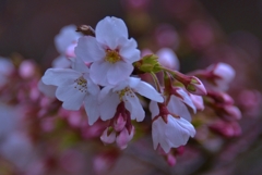 桜花開く