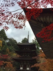 湖東三山西明寺三重塔仕舞紅葉