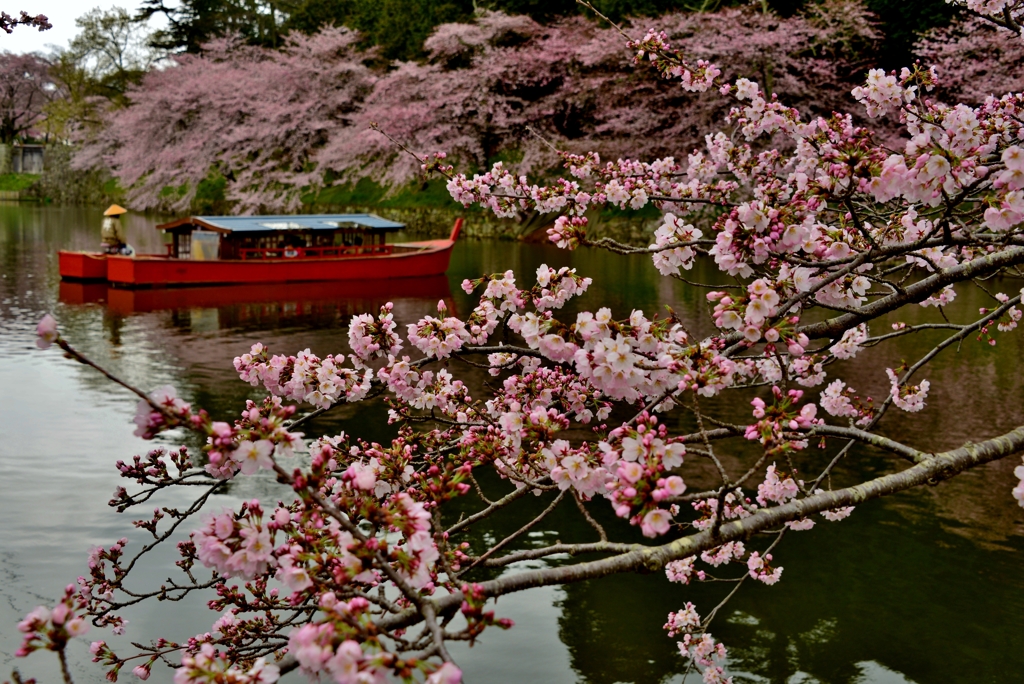 長閑な花見