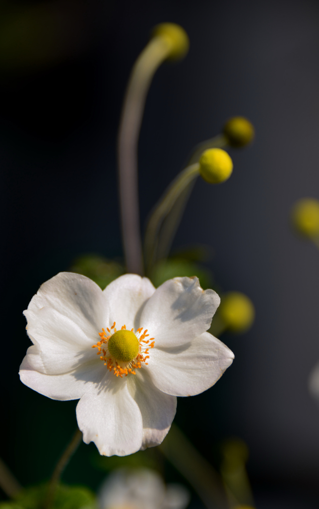 我が家の花　シュウメイギク