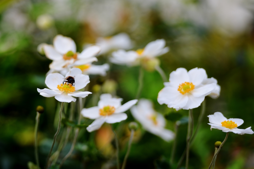 我が家の花　秋明菊