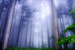 樹影の霧幻