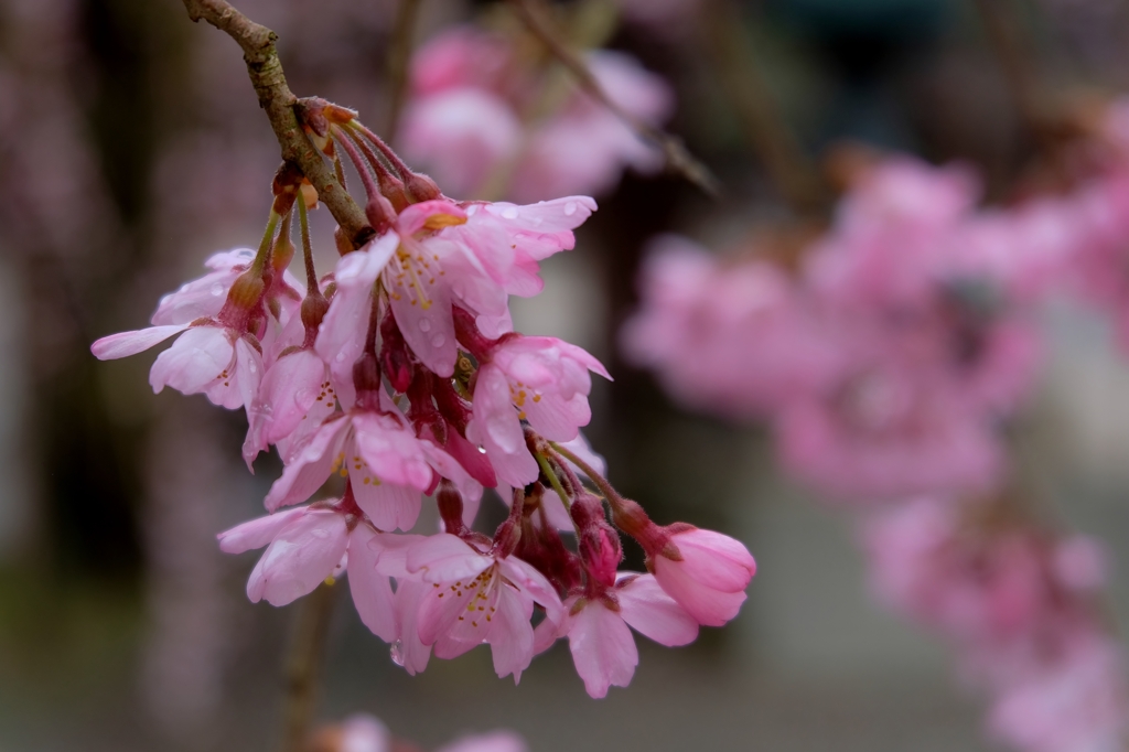 しだれ桜