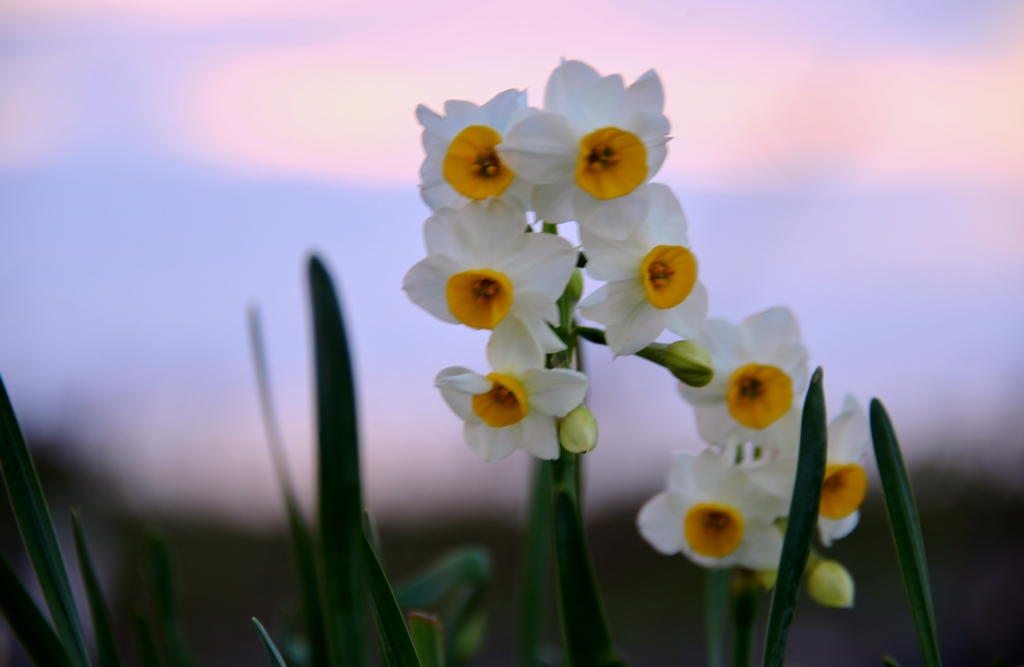 narcissus