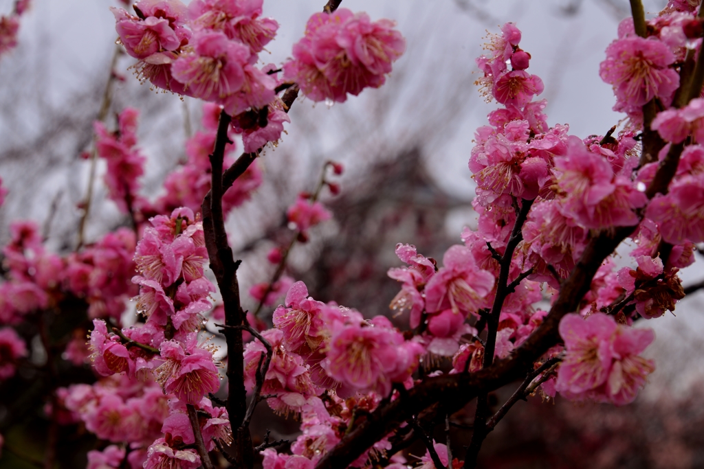 木の花