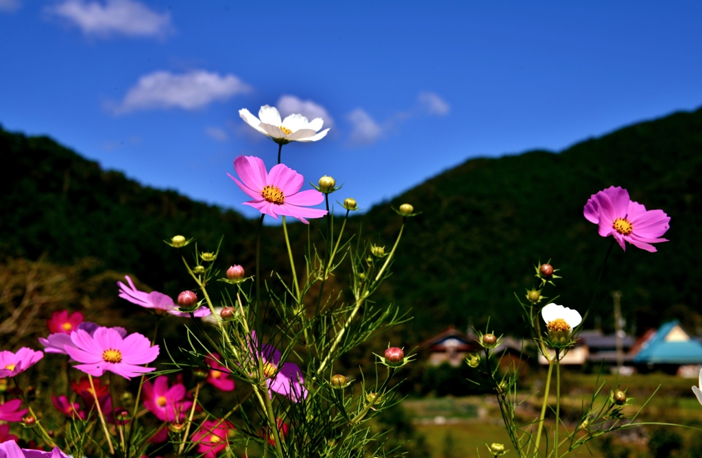 里山の秋風景