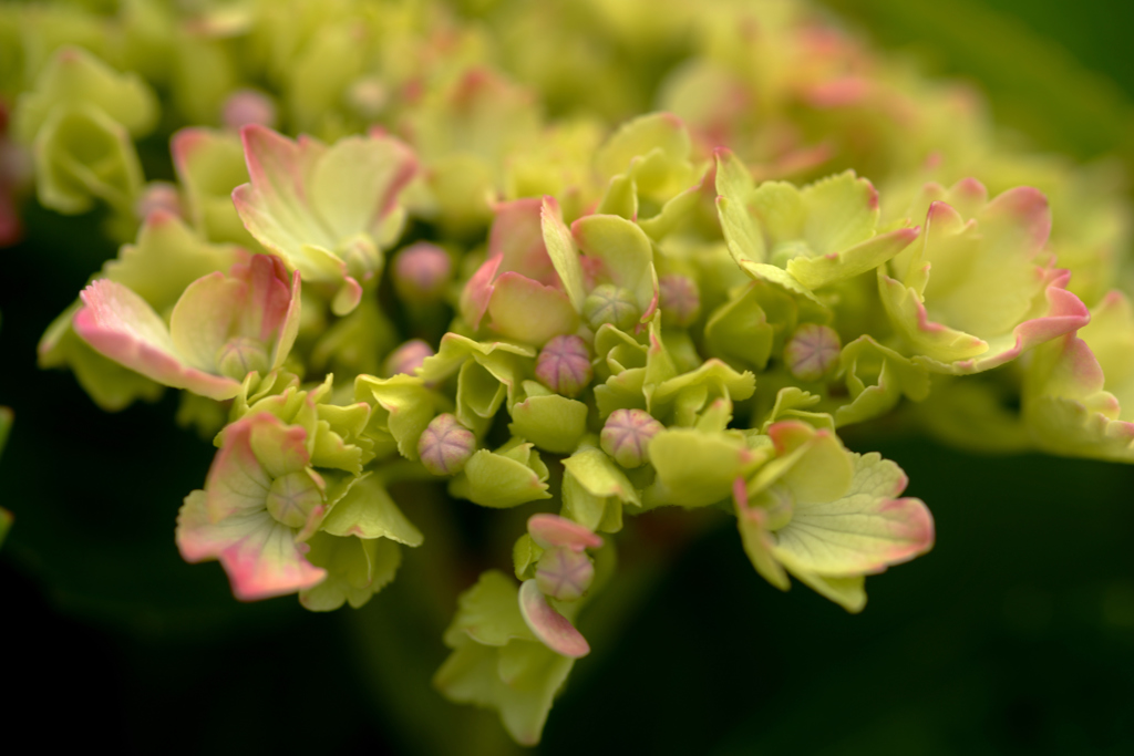 我が家の花　紫陽花　綻び